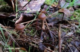 Psilocybe montana image