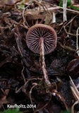 Psilocybe montana image