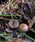 Psilocybe montana image