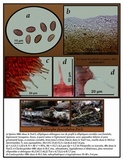 Psilocybe fuscofulva image