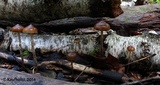 Psilocybe fuscofulva image