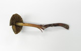 Phaeocollybia olivacea image