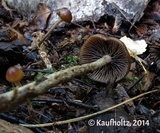Psilocybe fuscofulva image