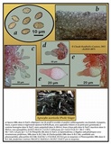 Agrocybe acericola image