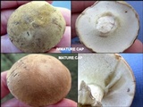 Boletus pallidus image
