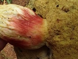 Boletus smithii image