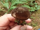 Lactarius fallax image