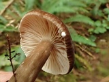 Lactarius fallax image