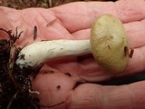 Cortinarius subtortus image