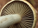 Cortinarius subtortus image