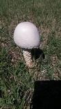 Amanita thiersii image