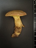 Xerocomus parvulus image