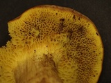 Xerocomus parvulus image