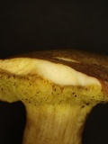 Xerocomus parvulus image