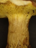 Xerocomus parvulus image