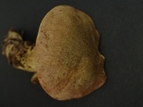 Xerocomus parvulus image