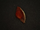 Xerocomus parvulus image