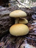 Gymnopilus luteus image