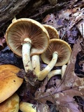 Gymnopilus luteus image