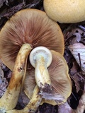 Gymnopilus luteus image