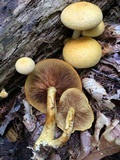 Gymnopilus luteus image