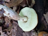 Leccinum longicurvipes image