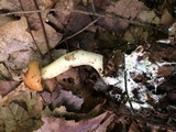 Leccinum longicurvipes image