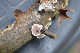 Gloeoporus dichrous image