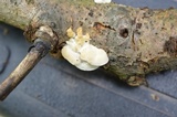 Gloeoporus dichrous image