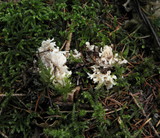 Clavulina coralloides image