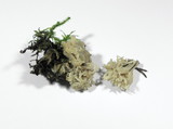 Clavulina coralloides image