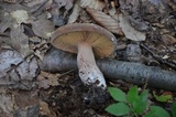 Lactifluus corrugis image