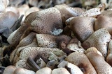 Leucoagaricus meleagris image