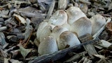 Leucoagaricus meleagris image