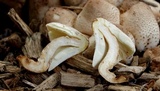 Leucoagaricus meleagris image