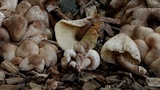 Leucoagaricus meleagris image