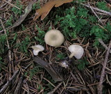 Clitocybe vibecina image