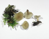 Clitocybe vibecina image