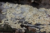 Clitocybula abundans image
