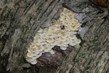 Clitocybula abundans image