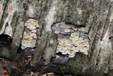 Clitocybula abundans image