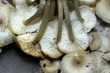 Clitocybula abundans image