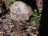 Pisolithus arrhizus image