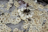 Clitocybula abundans image
