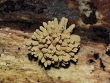 Arcyria obvelata image