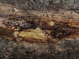 Arcyria obvelata image