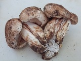 Tricholoma populinum image