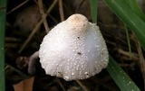 Leucocoprinus cepistipes image