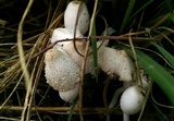 Leucocoprinus cepistipes image