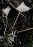 Leucocoprinus cepistipes image